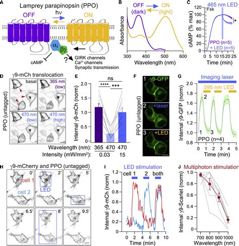 uv light pipette inhibition ncbi|A photoswitchable GPCR.